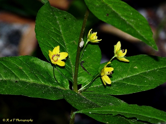 {Lysimachia quadrifolia}